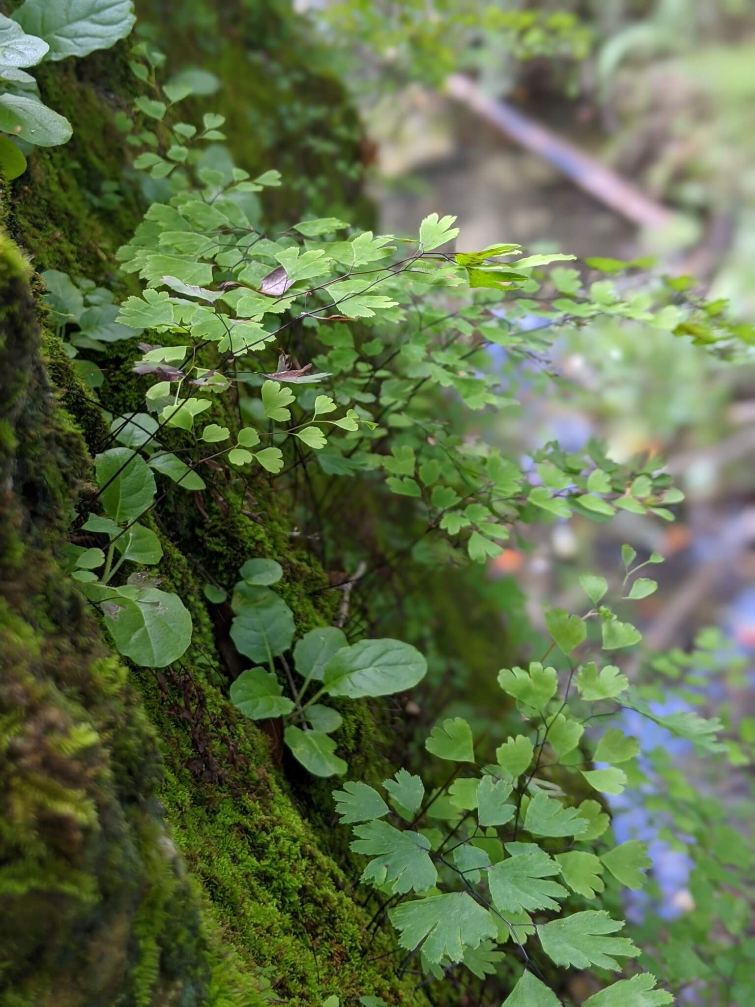 Adiantum raddianum 'Fragrans'
